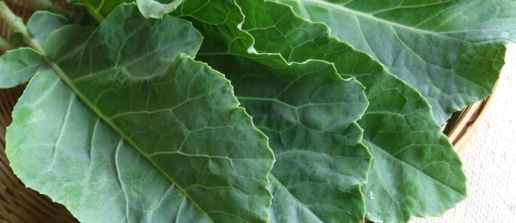 Rica em fibras insolúveis e clorofila, a couve (brassica oleracea) estimula o trânsito intestinal e à eliminação de resíduos digestivos. É ótima para sucos detox.