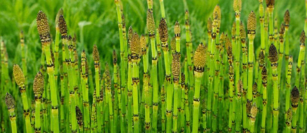 Cavalinha (Equisetum arvense)