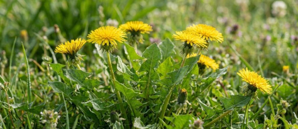 Dente-de-Leão (Taraxacum officinale)